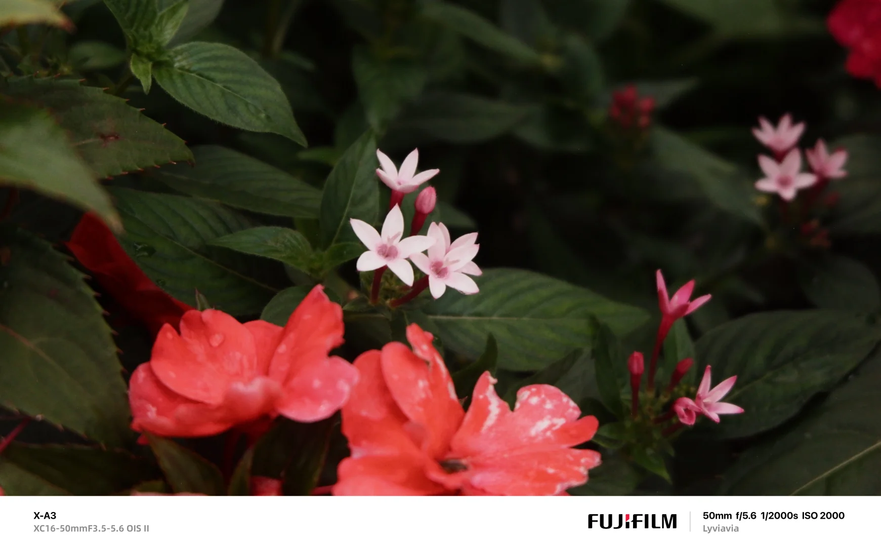 🎞️ 宝藏APP FUJISTYLE