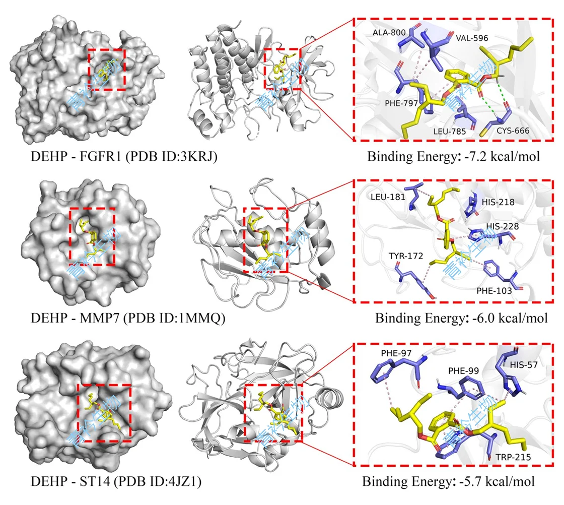 分享★分子对接★第二期常见问题与软件分享