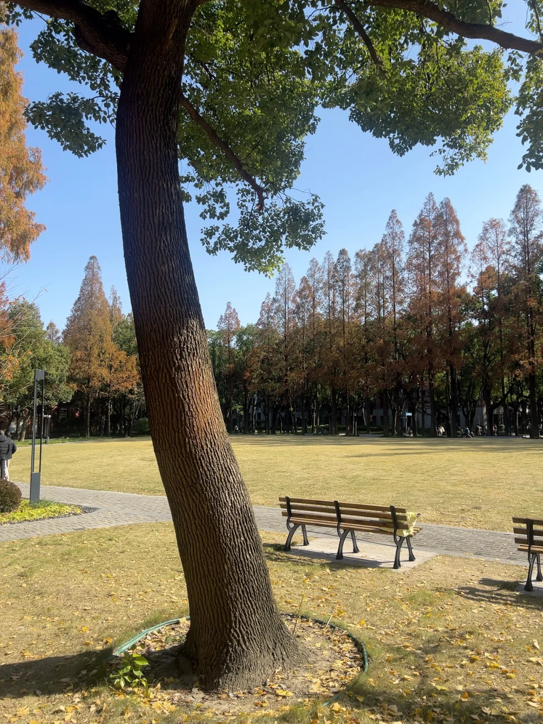 上海|秋天的美拉德大学🍂