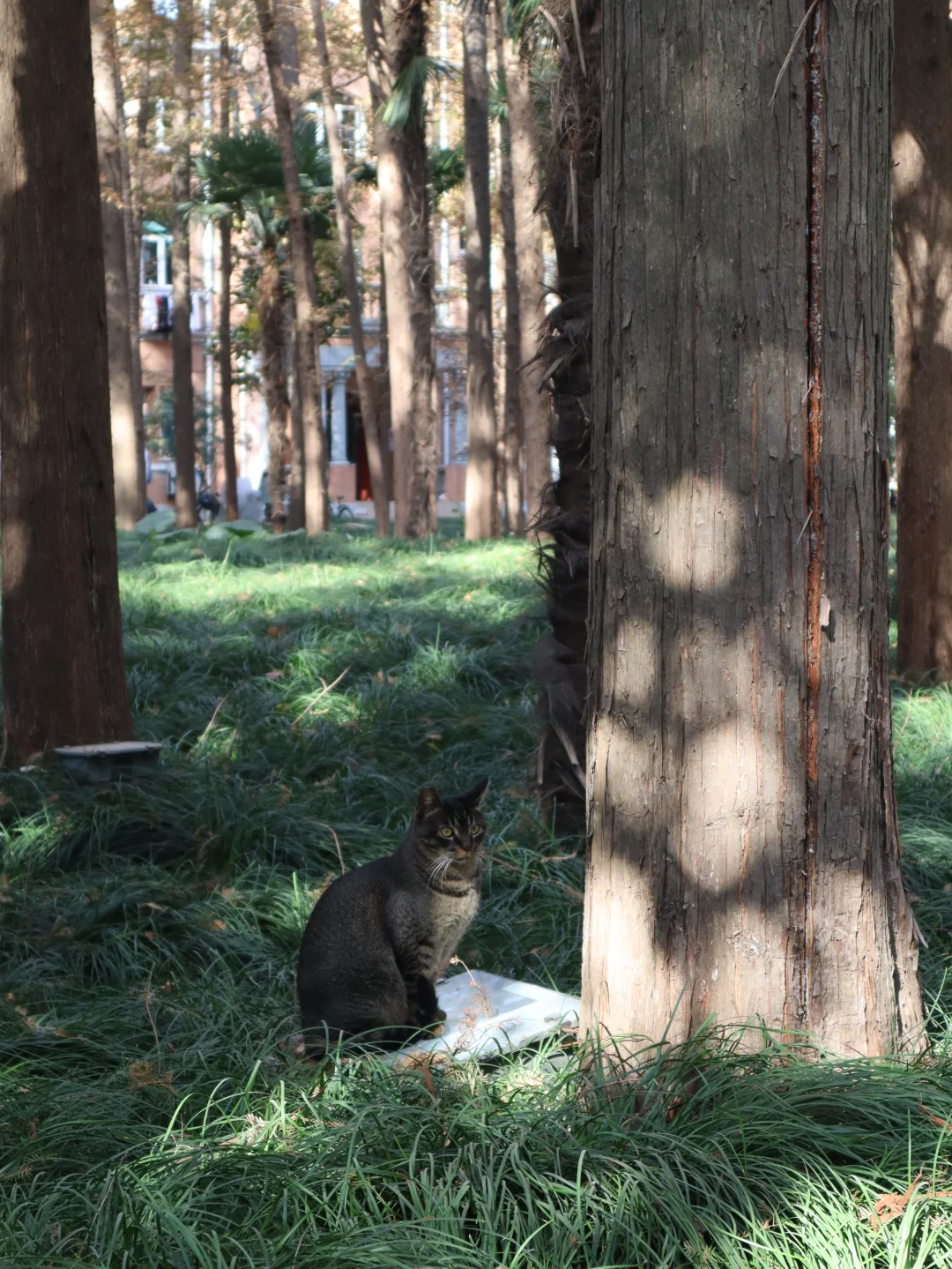 上海|秋天的美拉德大学🍂