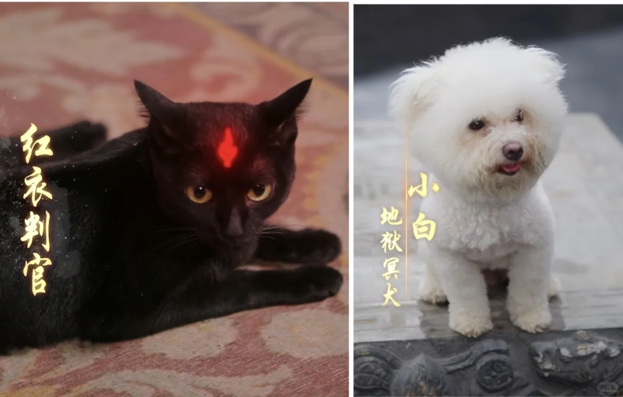 9星⭐️推荐短剧:这个王妃路子野,得宠