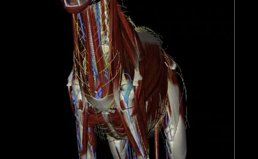 自学兽医犬猫3D解剖安卓软件