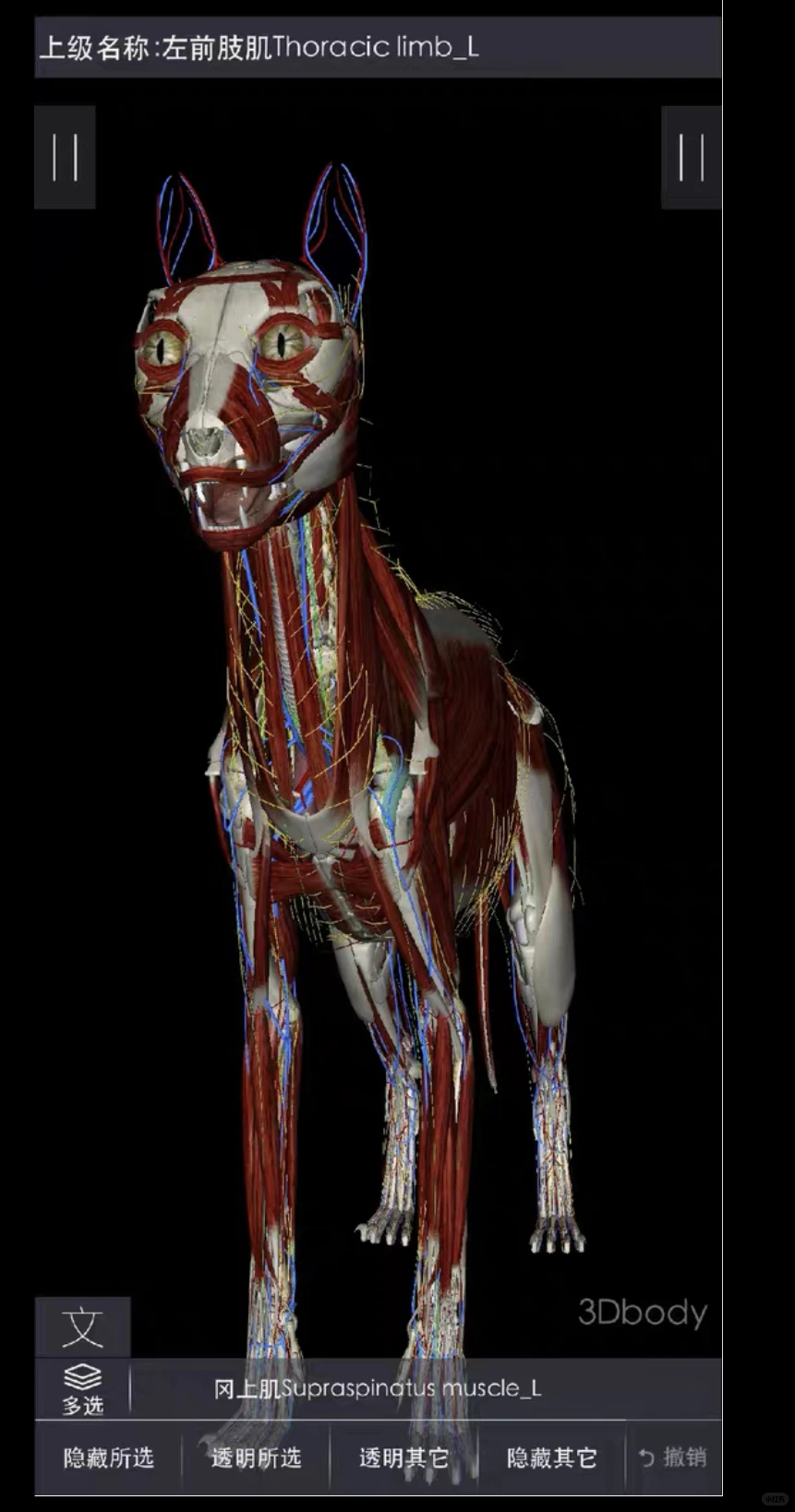 自学兽医犬猫3D解剖安卓软件