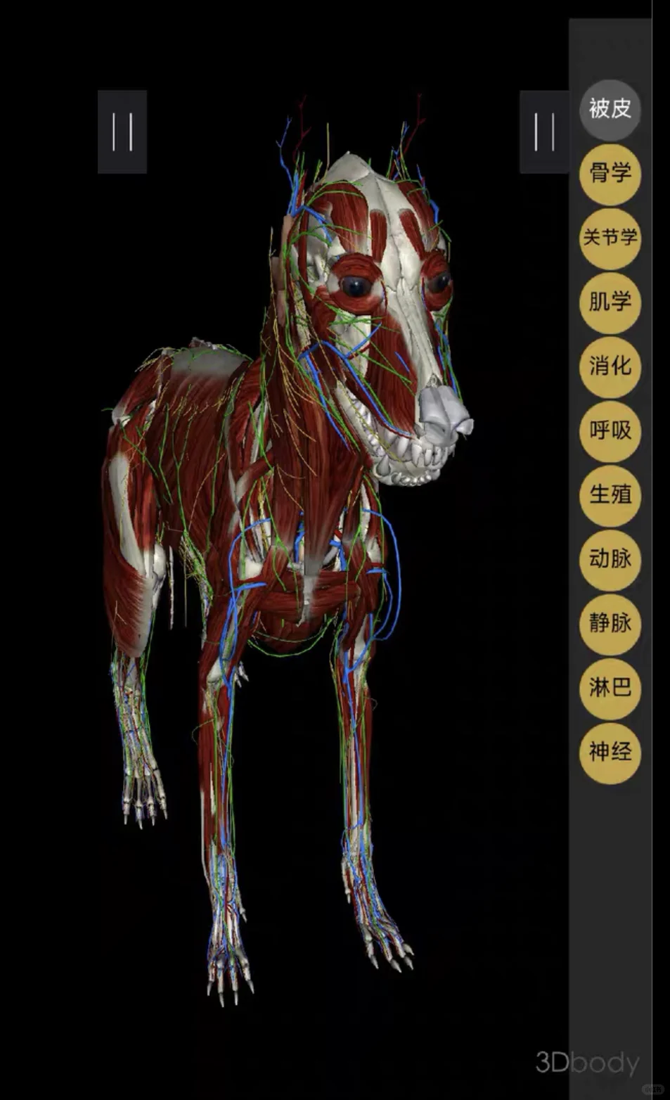 自学兽医犬猫3D解剖安卓软件