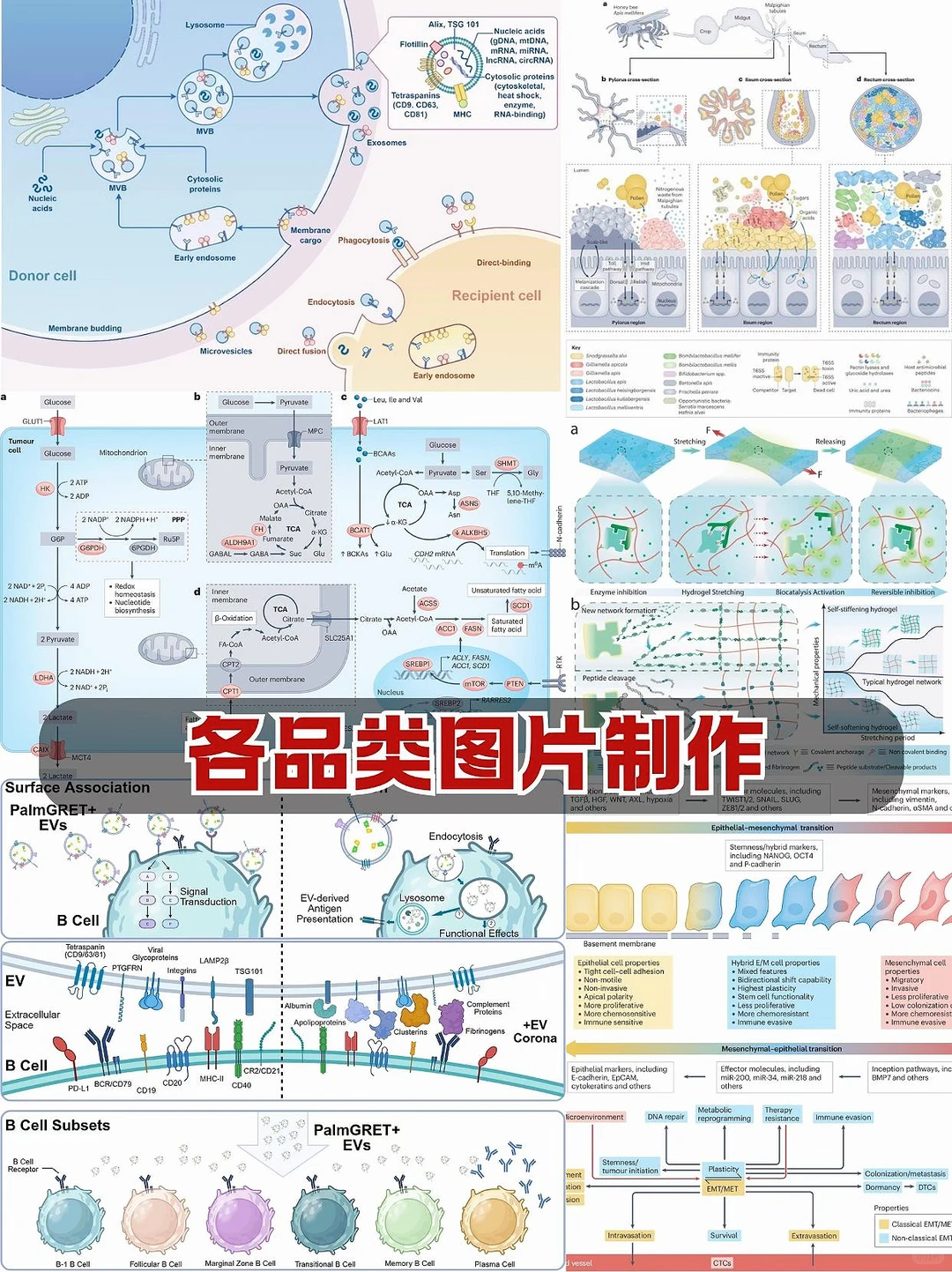 让你满意为止！科研绘图一站式服务❗