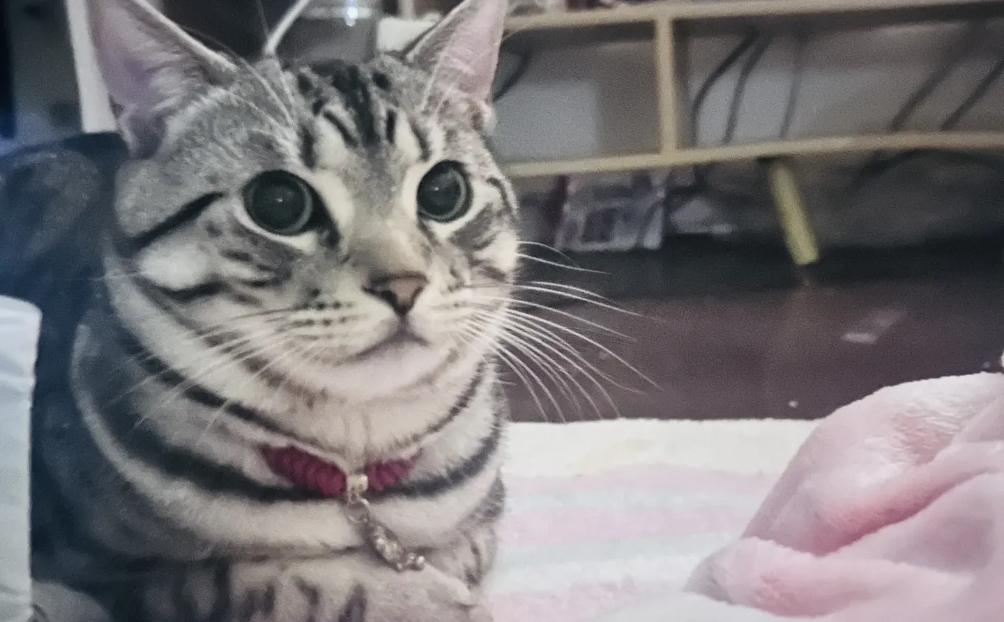 剧荒的日子是靠刷电影度过的