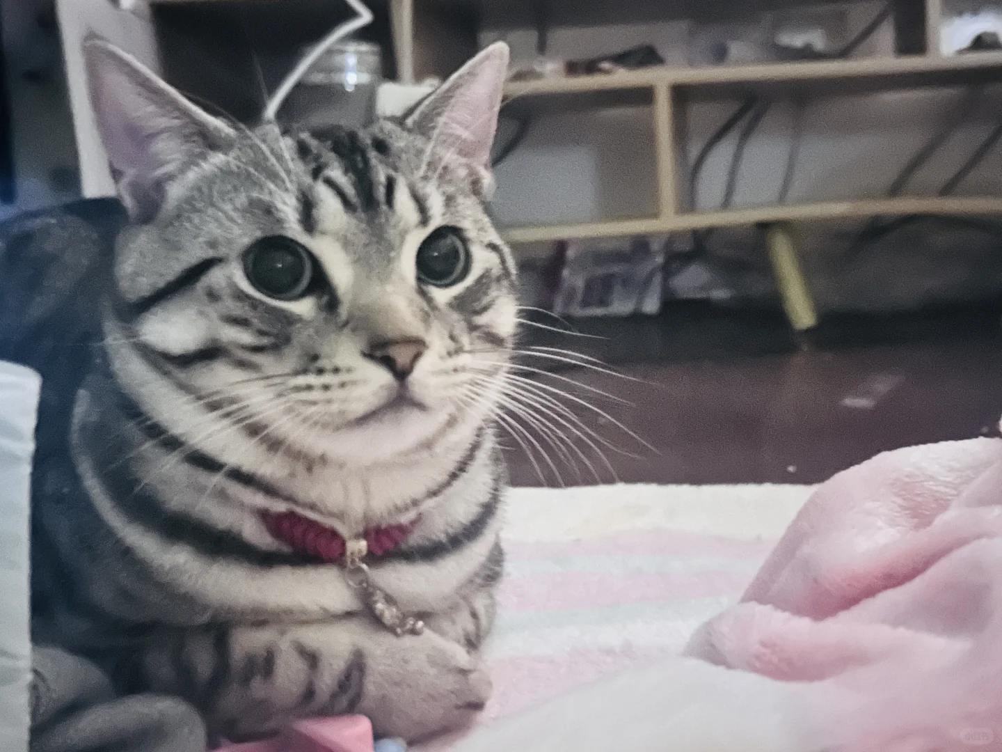 剧荒的日子是靠刷电影度过的