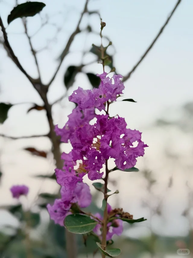 My favorite kinda photography 🤍🌷🌺🌸