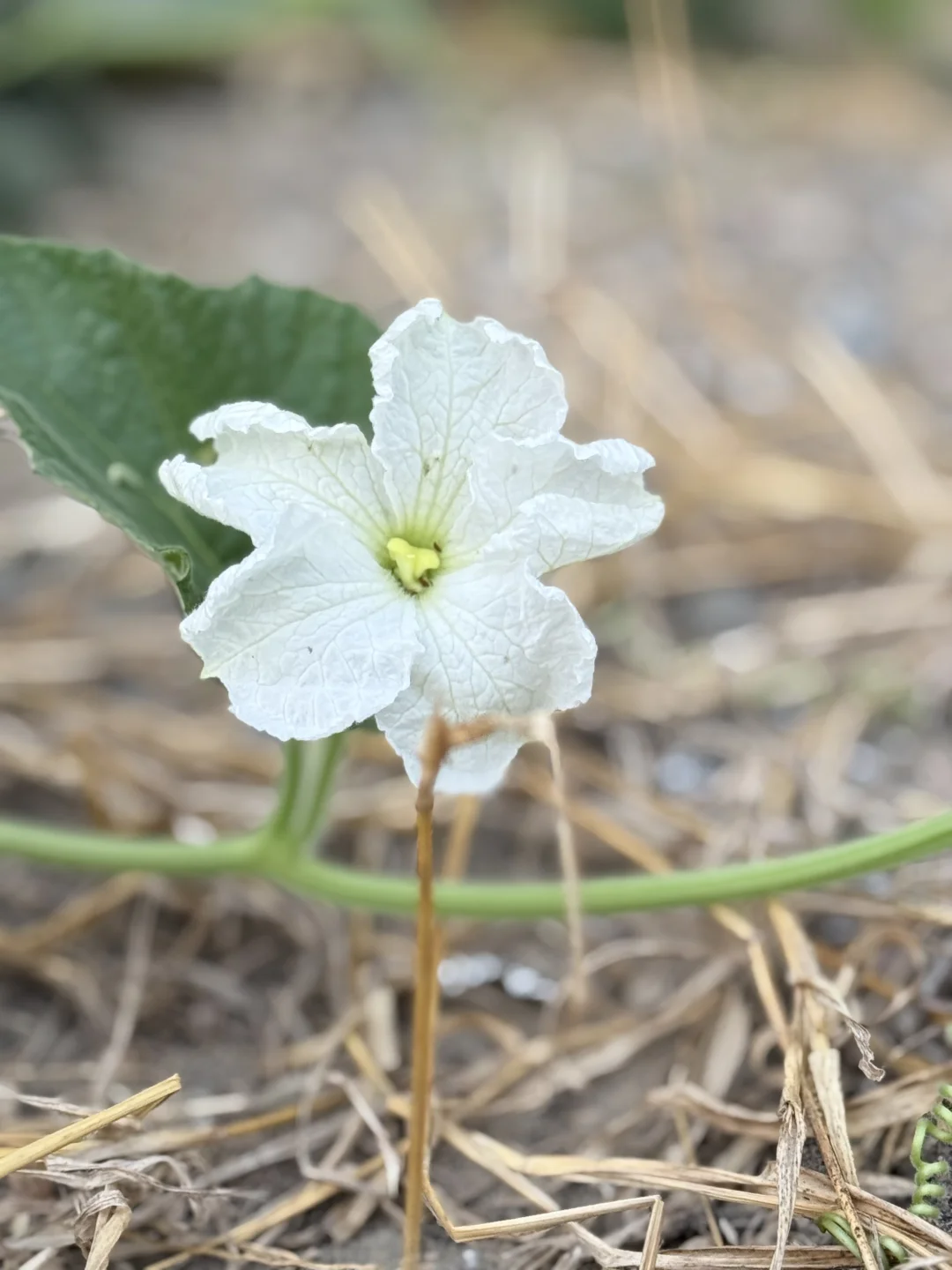 My favorite kinda photography 🤍🌷🌺🌸