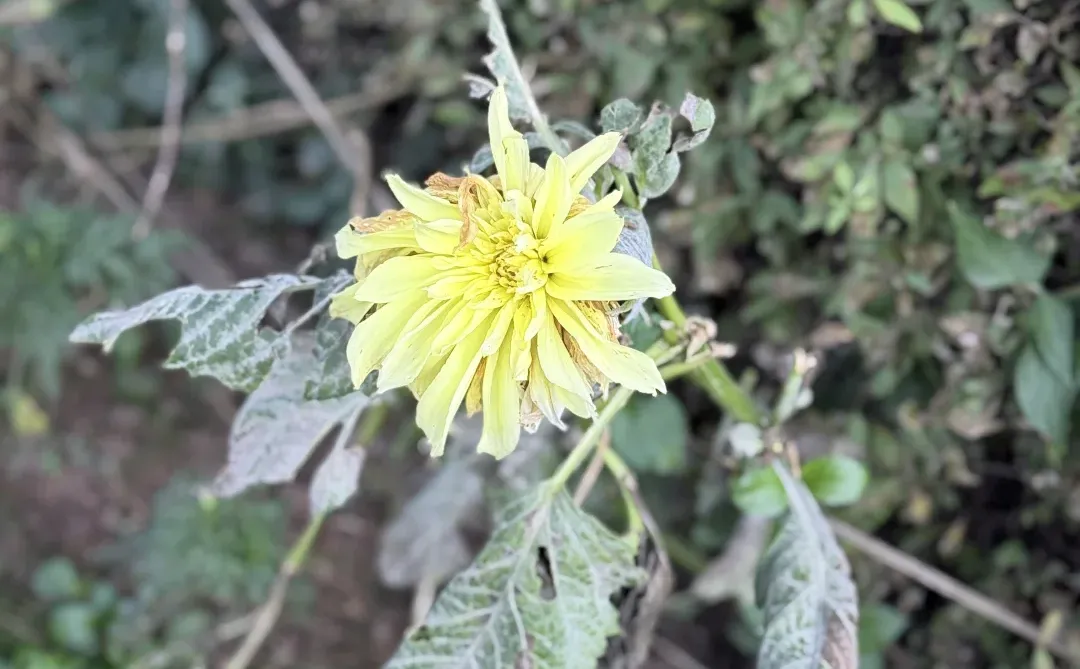 My favorite kinda photography 🤍🌷🌺🌸