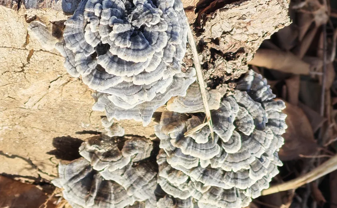 美丽的大自然的生物