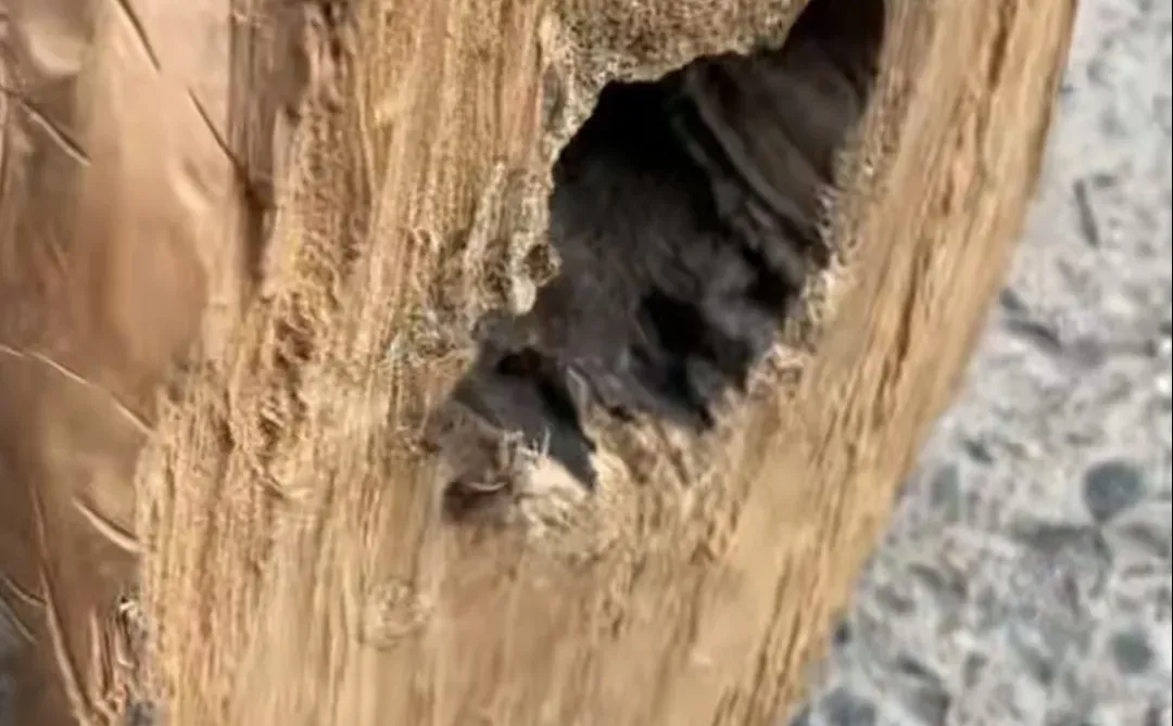 现在看材料对于新手来说太难了