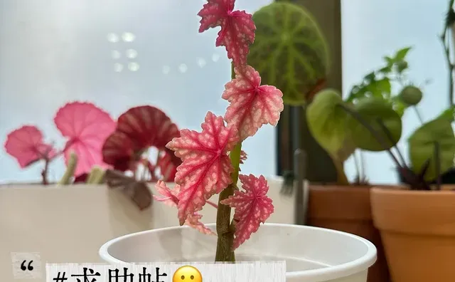 sos求助我的秋海棠变异了吗