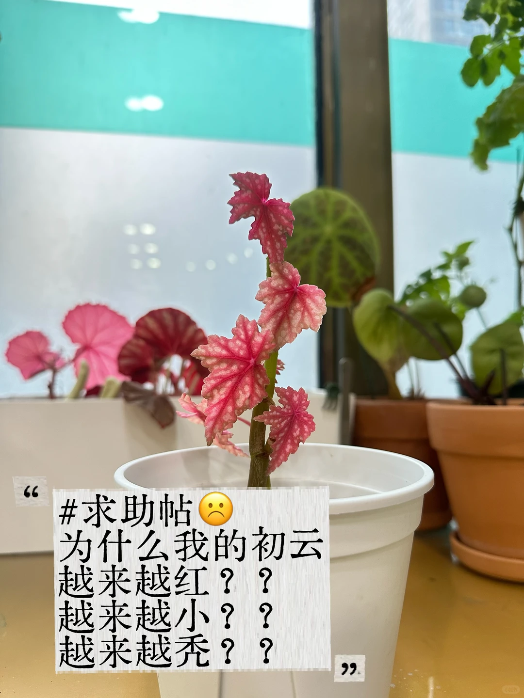 sos求助我的秋海棠变异了吗