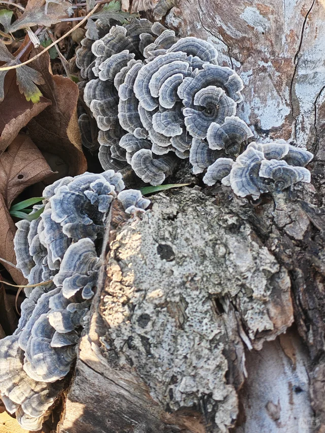 美丽的大自然的生物