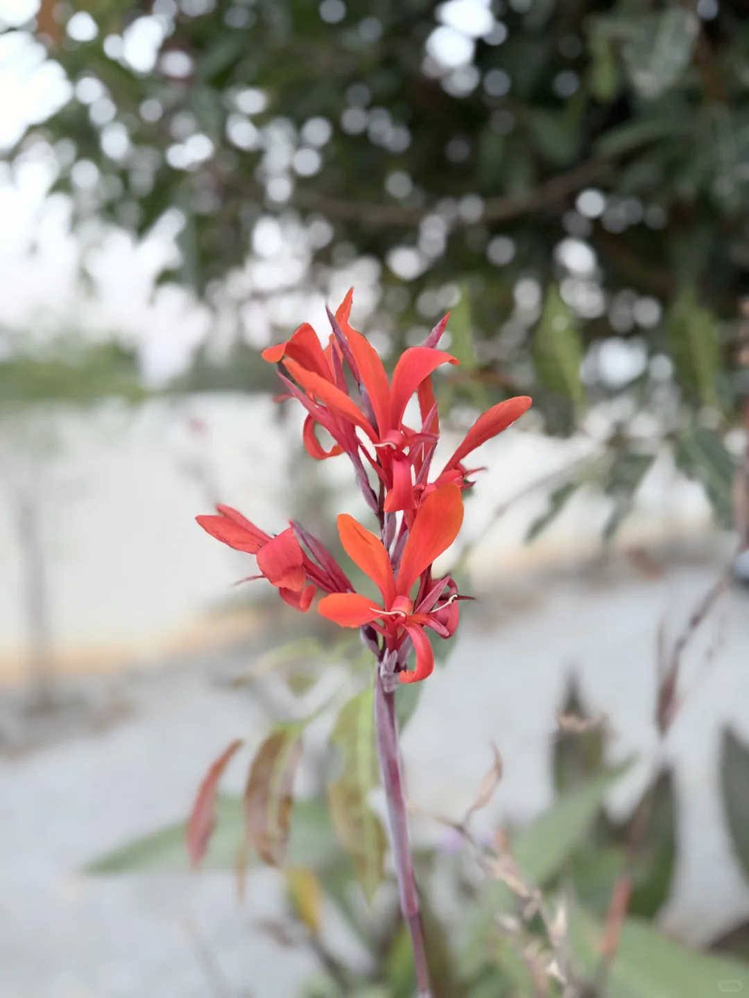 My favorite kinda photography 🤍🌷🌺🌸