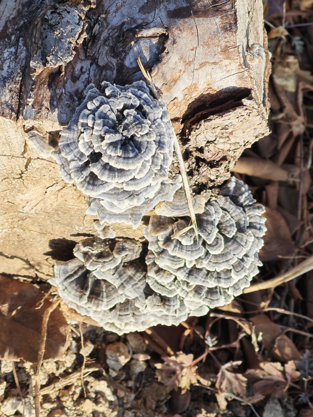 美丽的大自然的生物