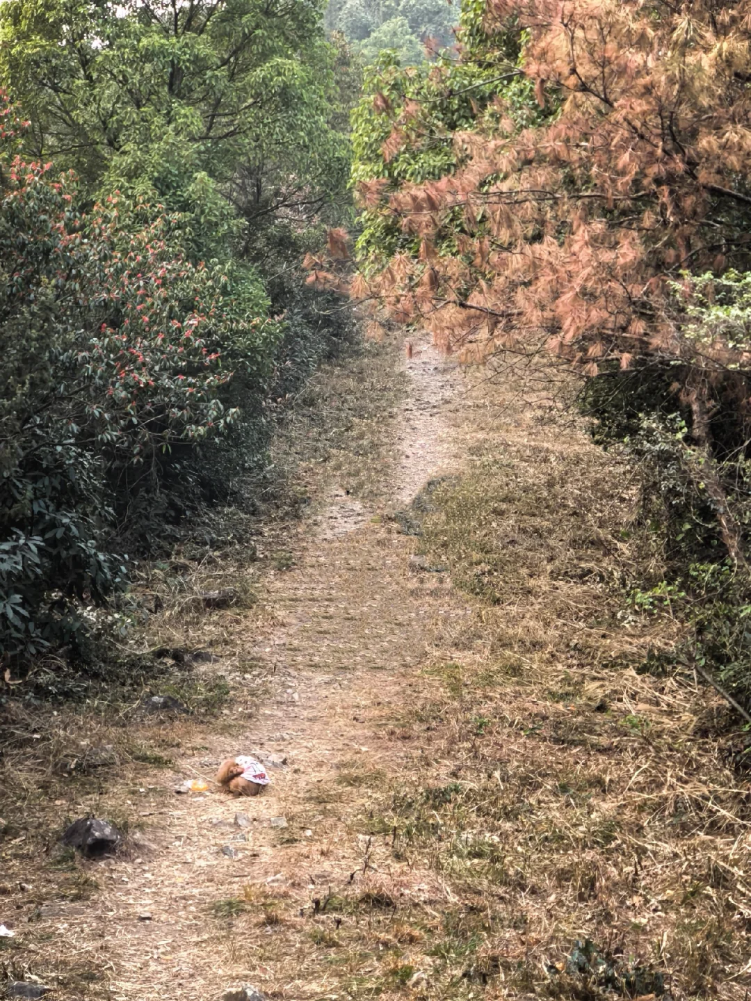 杭州周末带狗徒步—半山小环线