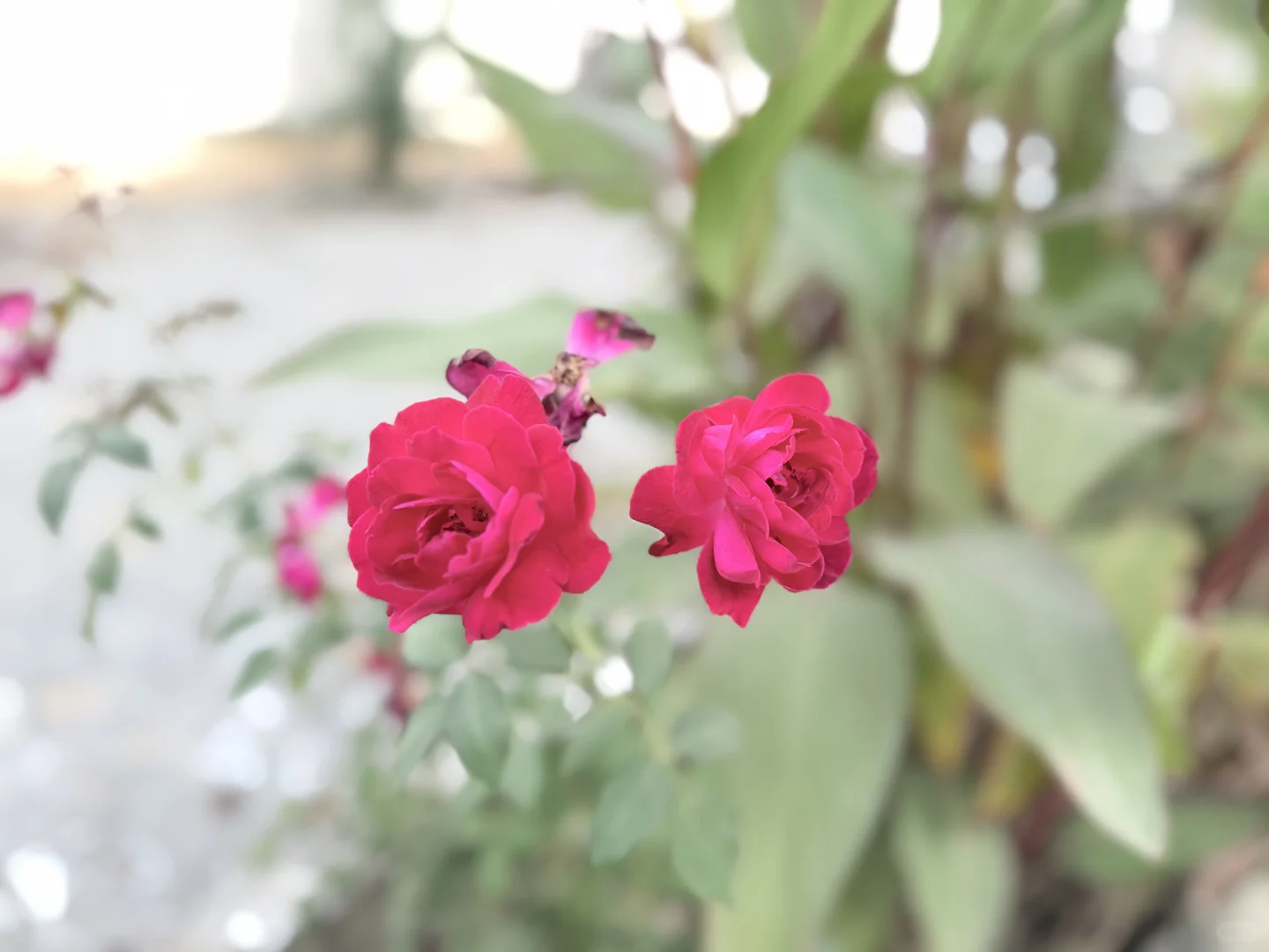 My favorite kinda photography 🤍🌷🌺🌸