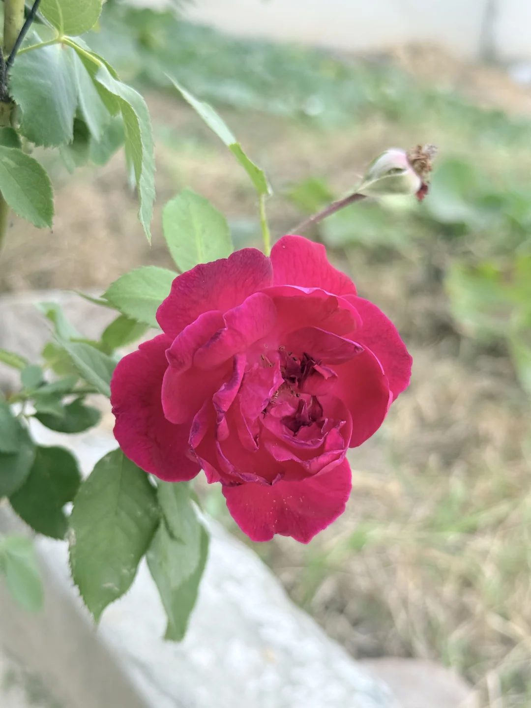 My favorite kinda photography 🤍🌷🌺🌸