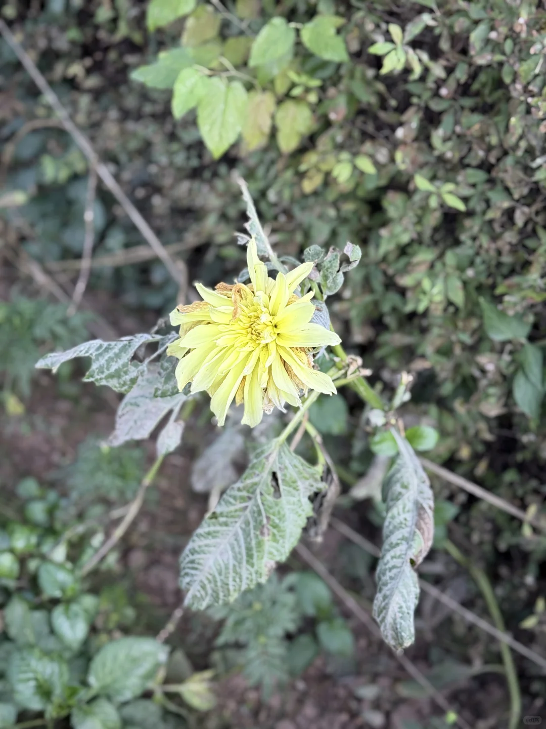 My favorite kinda photography 🤍🌷🌺🌸