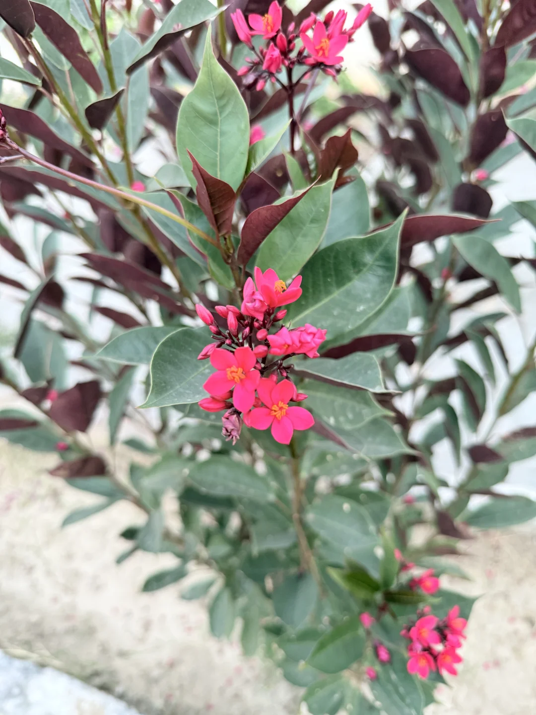 My favorite kinda photography 🤍🌷🌺🌸