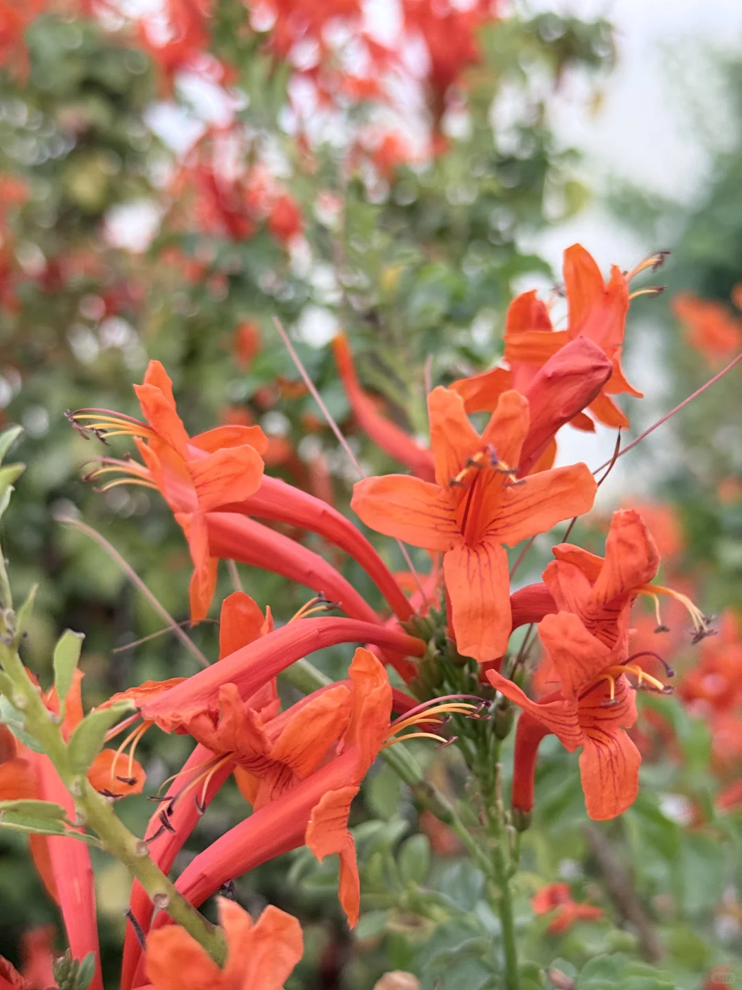 My favorite kinda photography 🤍🌷🌺🌸