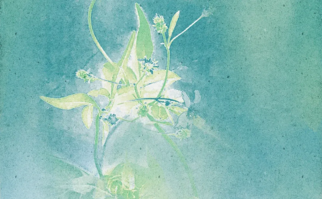 免费可商用底图分享-柚青