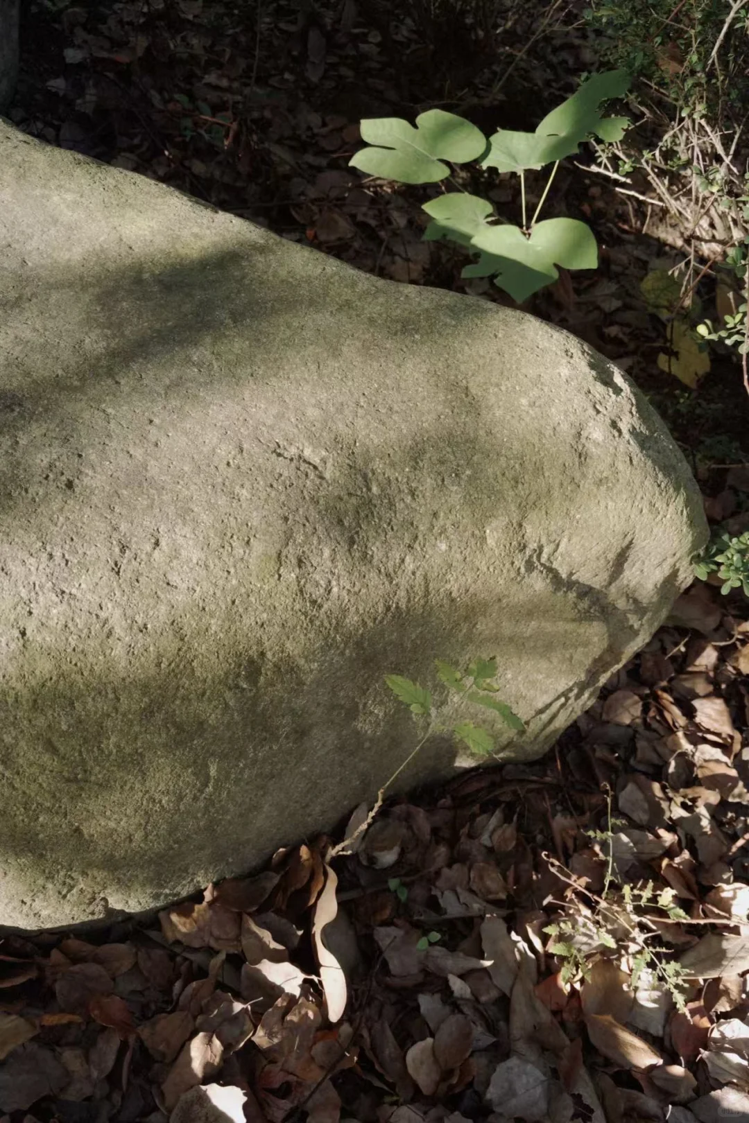 天呐！dazz相机免费会员居然可以这样拿了！