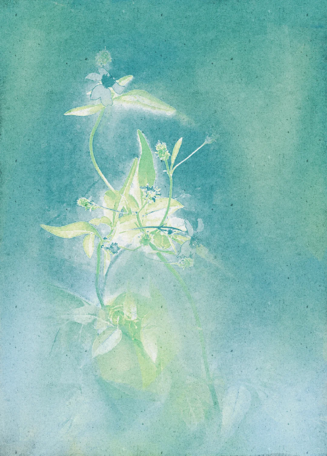 免费可商用底图分享-柚青