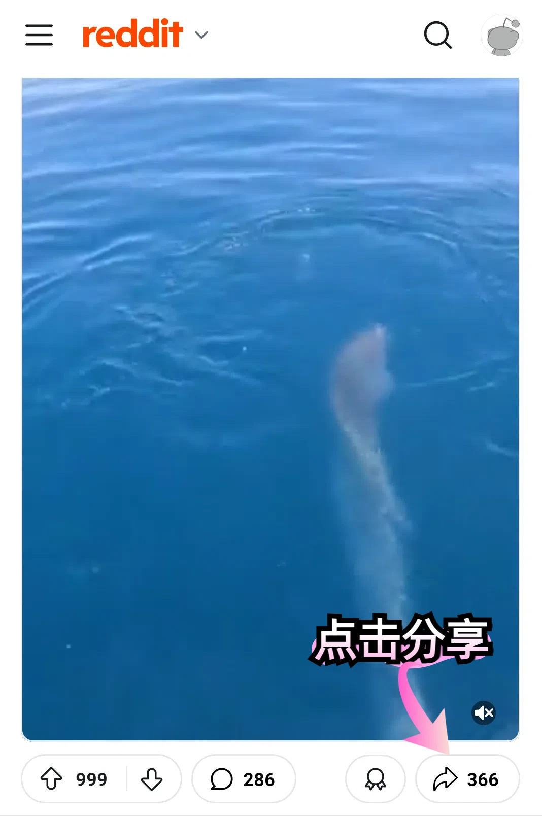 🔥免费保存Reddit视频不求人！简单教程