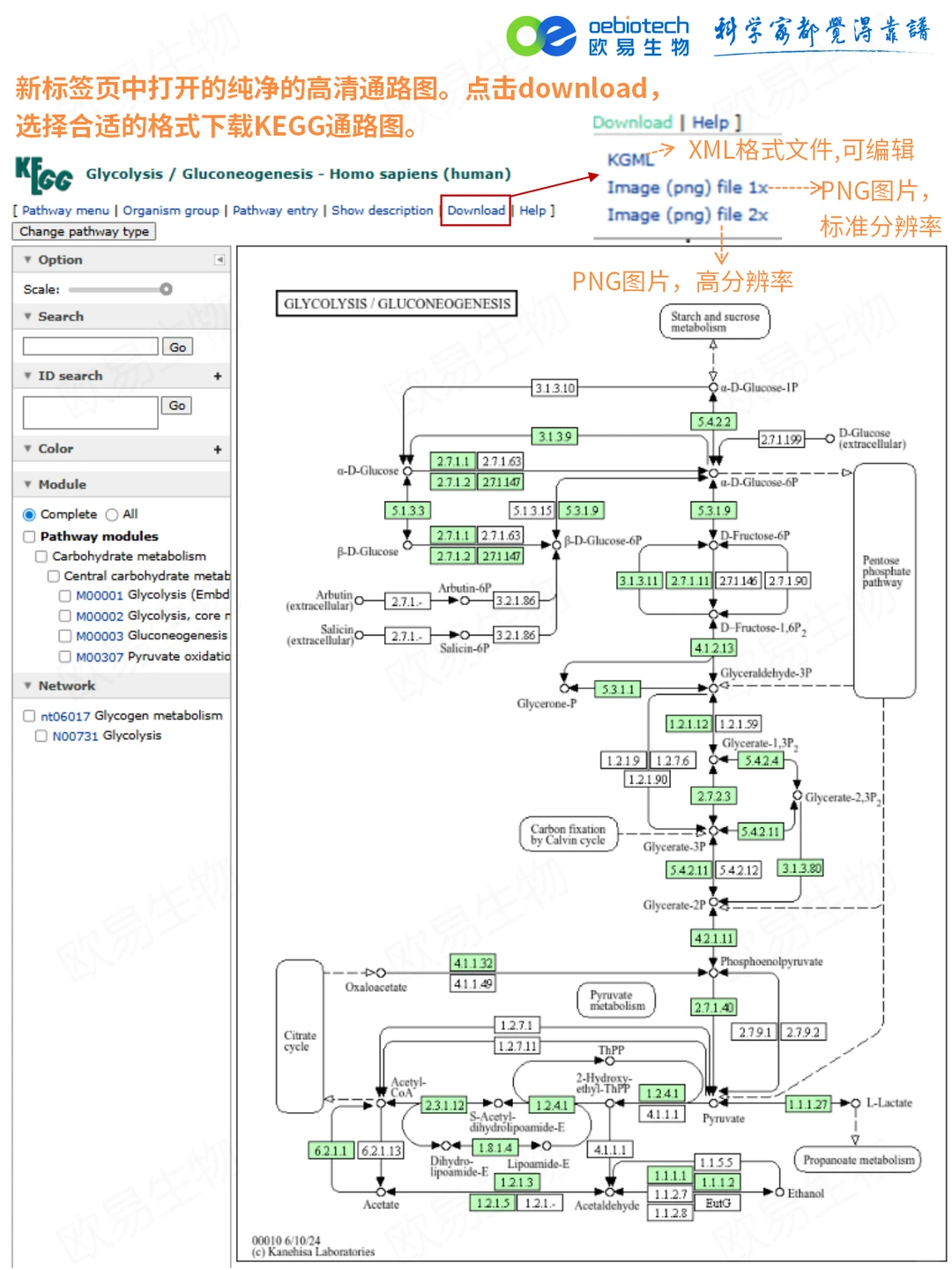 手把手教学｜一分钟下载高清KEGG通路图