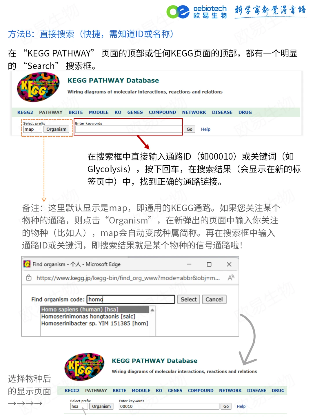 手把手教学｜一分钟下载高清KEGG通路图