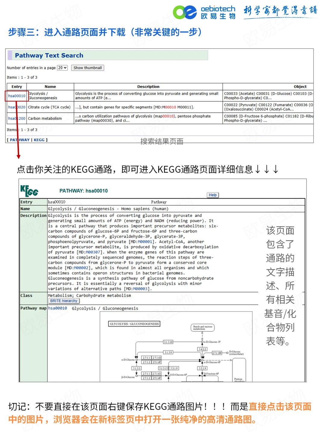 手把手教学｜一分钟下载高清KEGG通路图