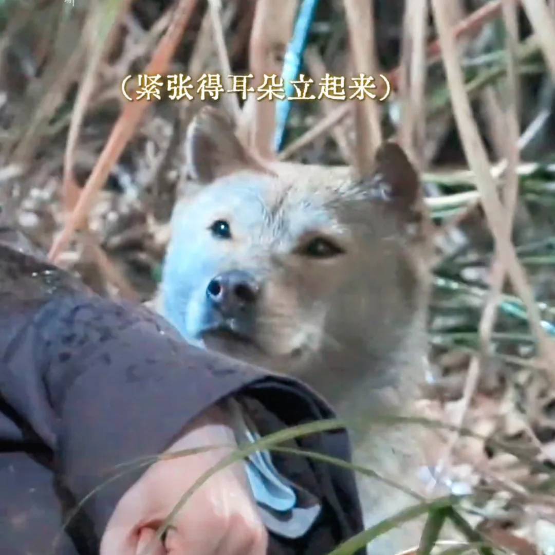 以前虽然暗地里蛐蛐你了，这次还得夸你