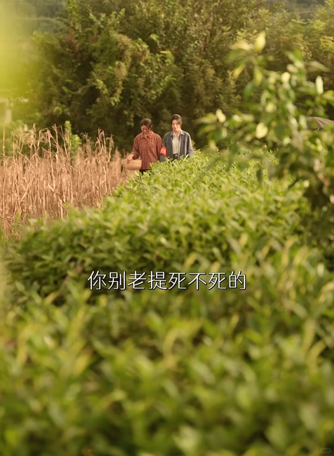 看爽了，这部剧可以改名《婆婆带我扇飞众人》