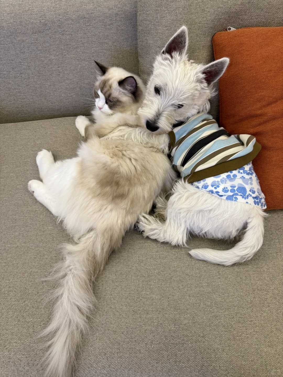 霸总和他的小娇妻