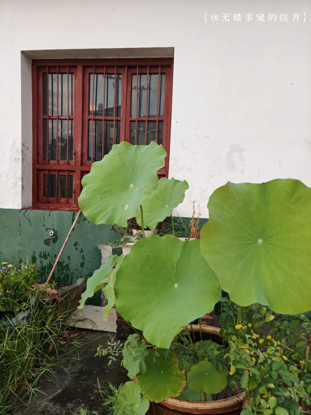 又一部在俺们小院取景的短剧🎬上线啦~