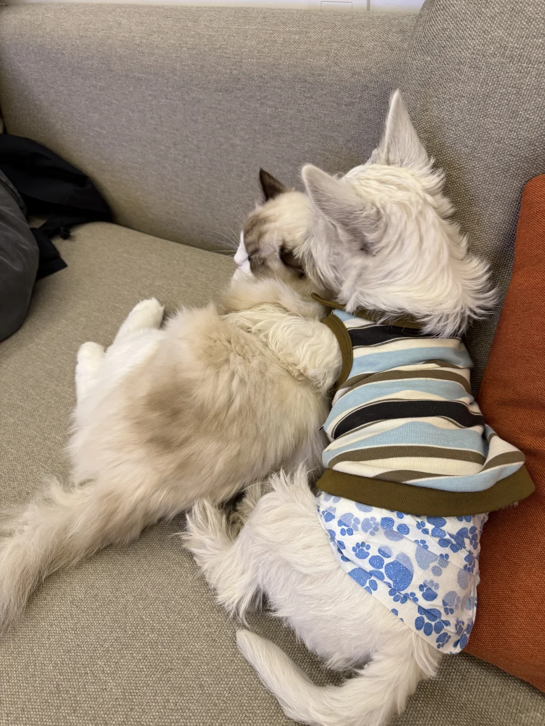 霸总和他的小娇妻