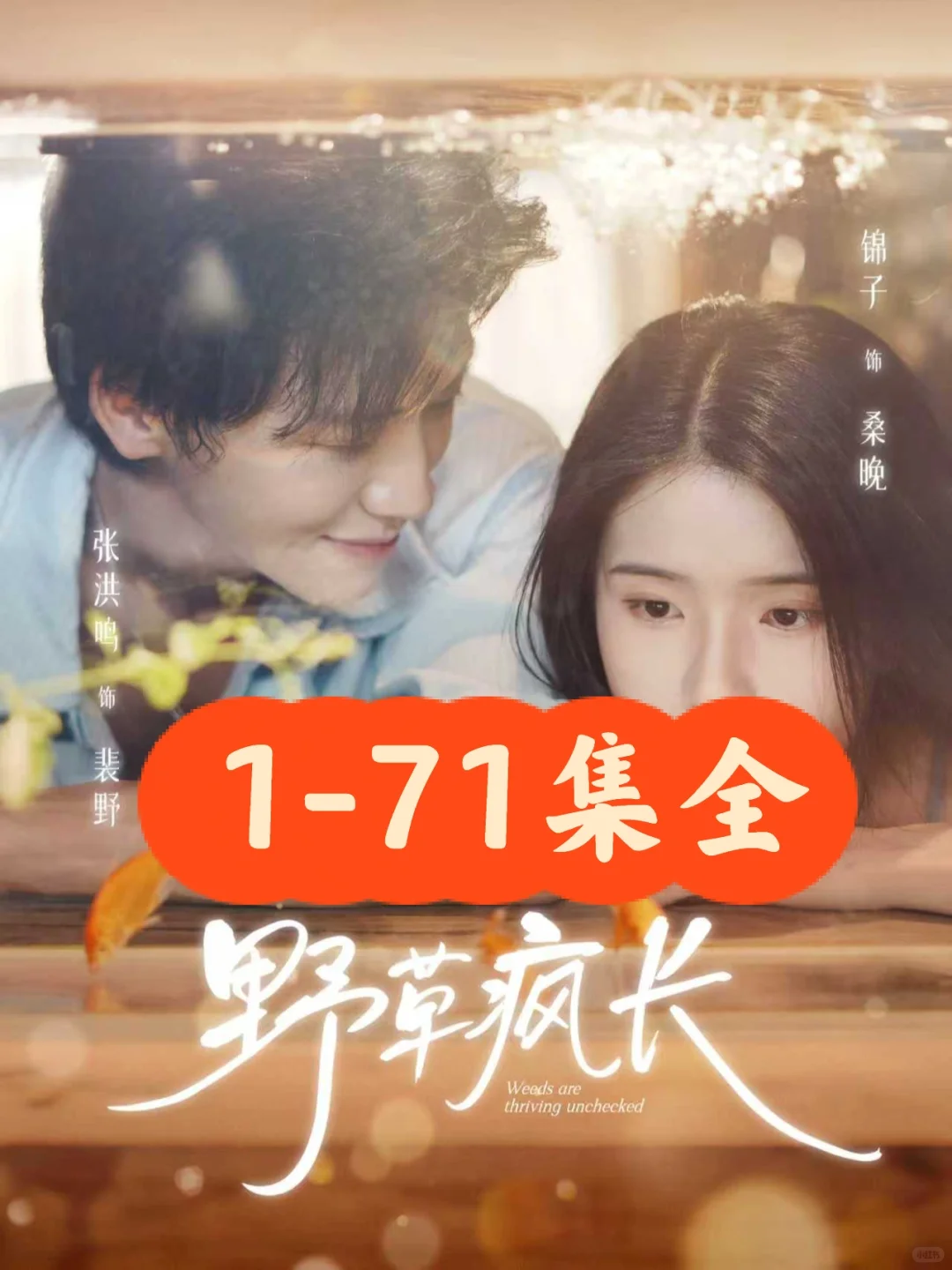 张洪鸣♥️锦子《野草疯长》71集完整版