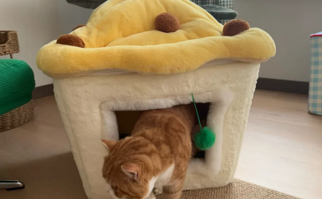 偶遇一只emoji🐈