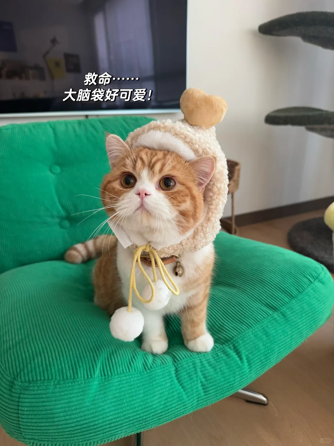 偶遇一只emoji🐈