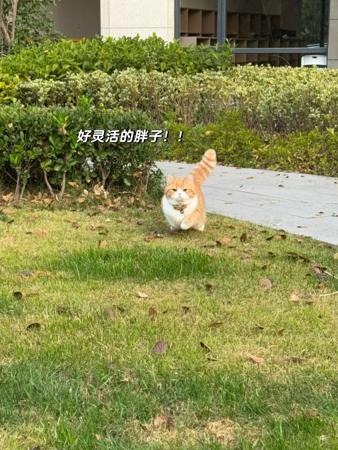 偶遇一只emoji🐈