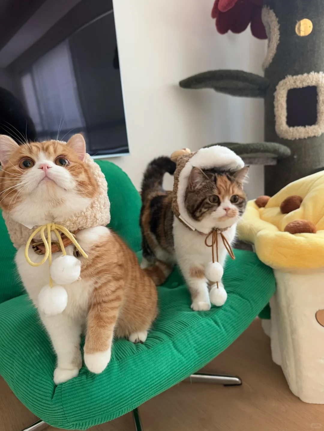 偶遇一只emoji🐈