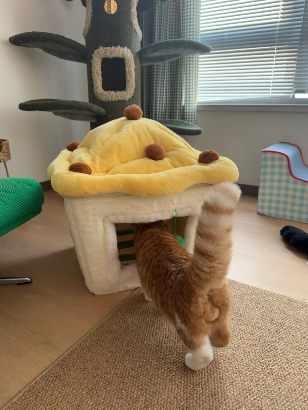 偶遇一只emoji🐈