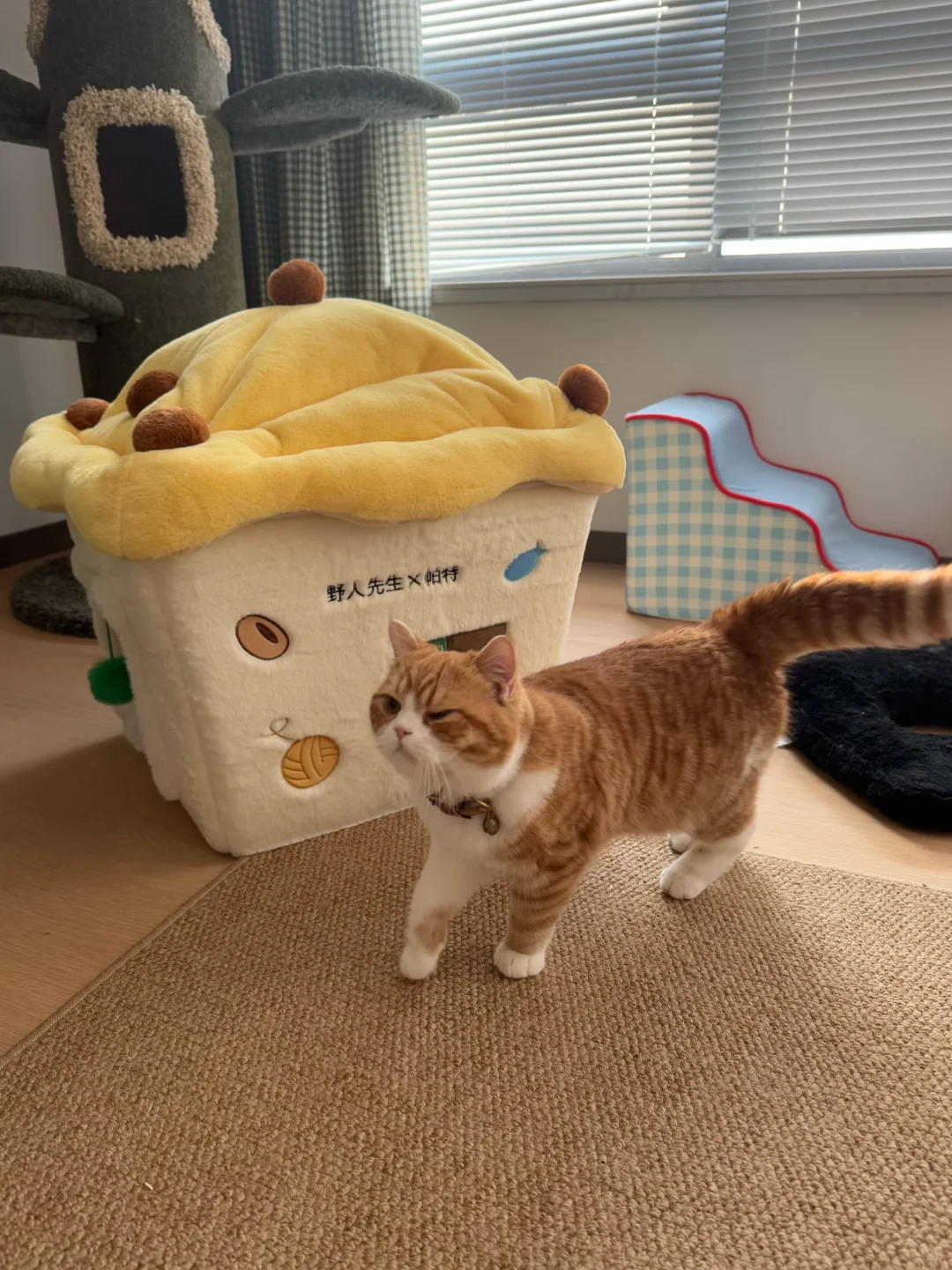 偶遇一只emoji🐈