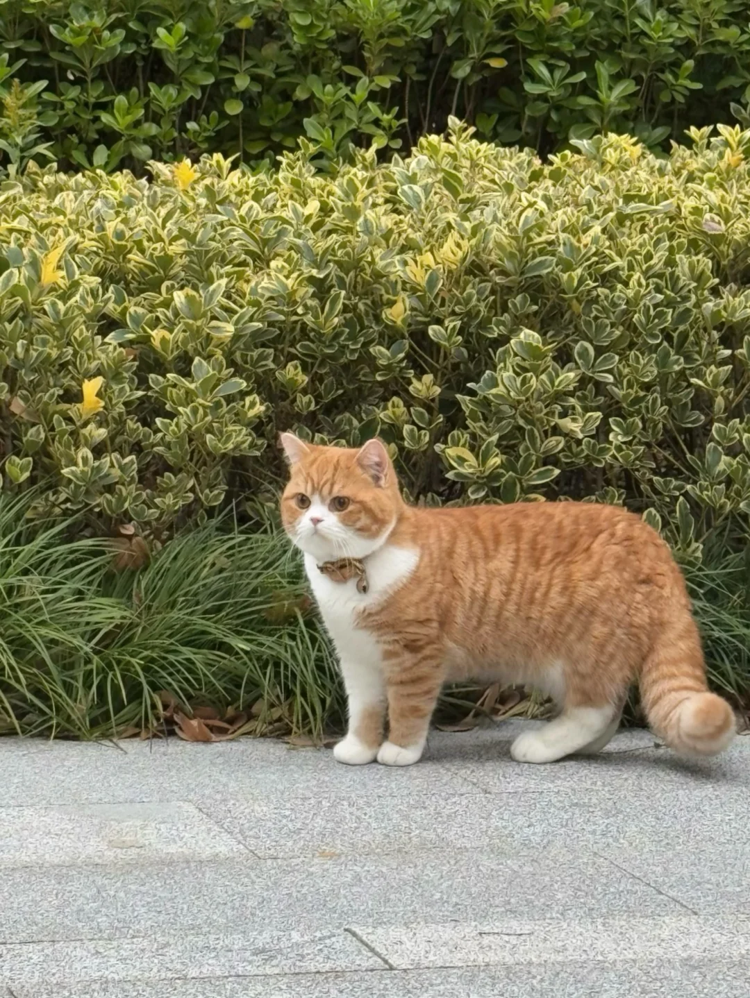 偶遇一只emoji🐈