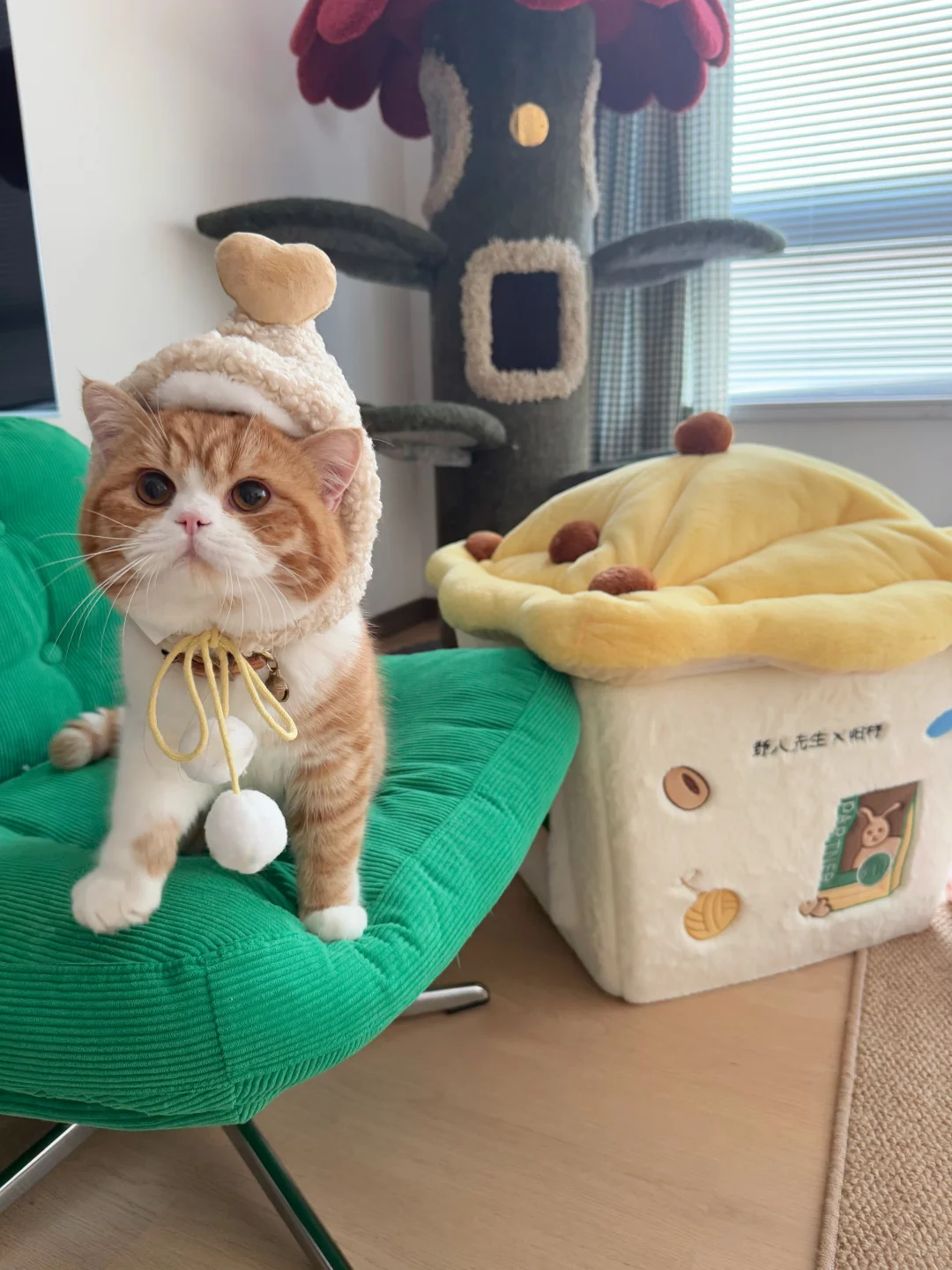 偶遇一只emoji🐈