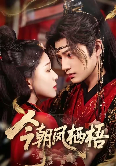 短剧 今朝凤栖梧 10星