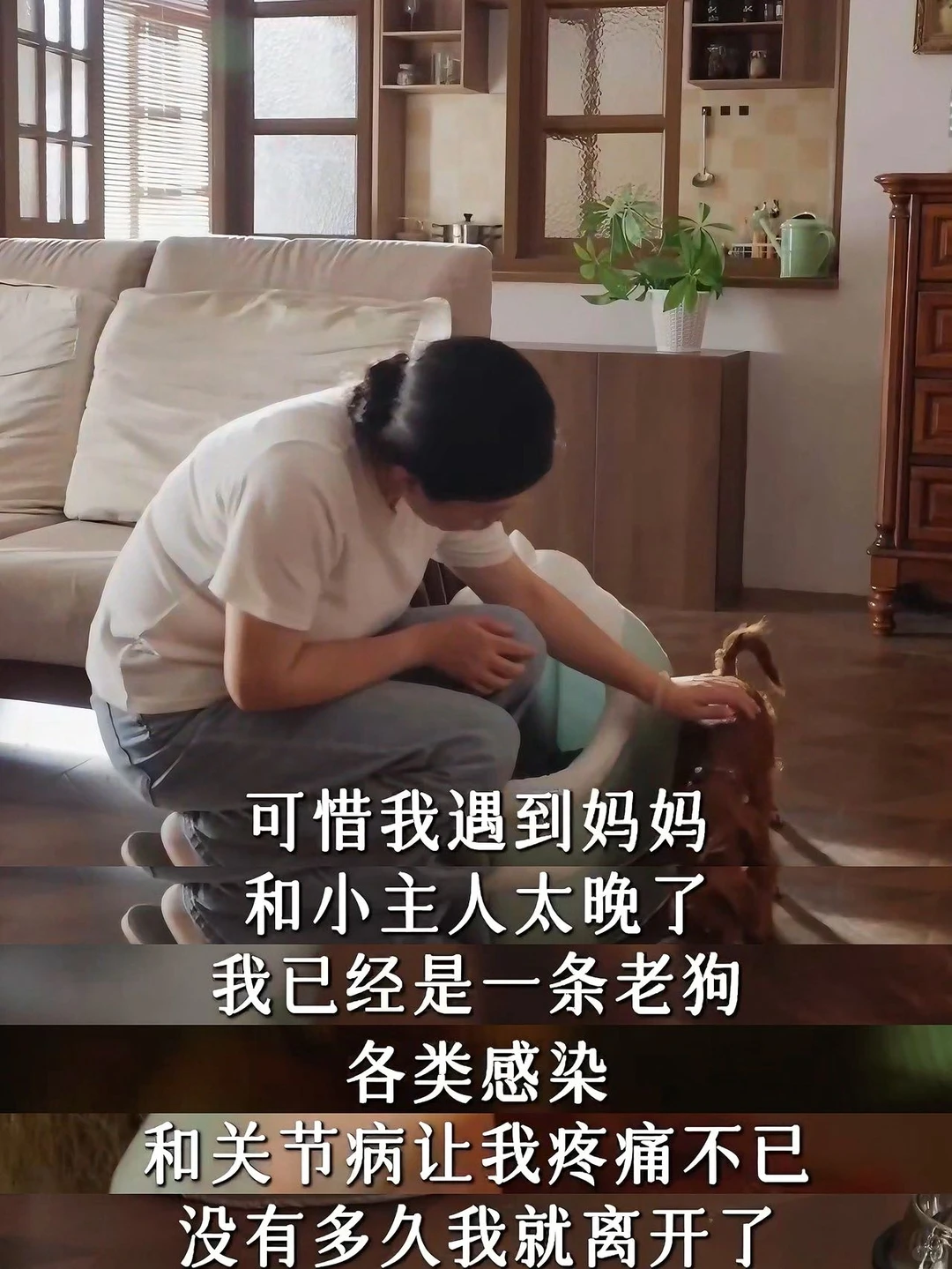 看哭了，原来盖世英雄是一只狗狗！